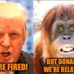 Nepotism at its best | BUT DONALD, WE'RE RELATED! YOU'RE FIRED! | image tagged in donald trump is an orangutan,memes | made w/ Imgflip meme maker