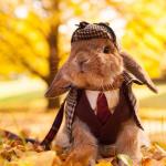 detective rabbit