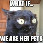 Cats | WHAT IF... WE ARE HER PETS | image tagged in cats | made w/ Imgflip meme maker
