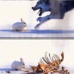 Rabbit Vs Wolf