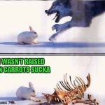 They say that "things aren't always what they seem in the wild"... | I WASN'T RAISED ON CARROTS SUCKA | image tagged in rabbit vs wolf,memes,rabbits,animals,funny,wolf | made w/ Imgflip meme maker