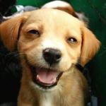 Dog Smiling meme