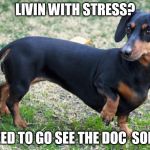 Daschund good luck | LIVIN WITH STRESS? NEED TO GO SEE THE DOC  SON!! | image tagged in daschund good luck,the doc son | made w/ Imgflip meme maker