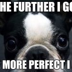 Boston Terrier | THE FURTHER I GO; THE MORE PERFECT I AM | image tagged in boston terrier | made w/ Imgflip meme maker