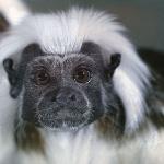 Edna's Pet Monkey