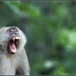 Screaming monkey meme