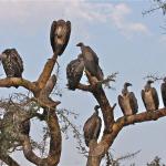 vultures in tree meme