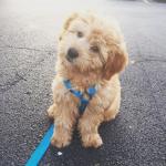 goldendoodle