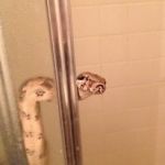 snakeshower | YES MOM!!!!! I'M WASHING IN BETWEEN MY SCALES | image tagged in snakeshower | made w/ Imgflip meme maker
