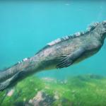 Water Lizard