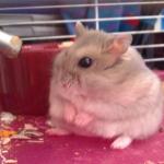 hamsterwinterbody