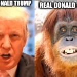 Donald trump is an orangutan | FAKE DONALD TRUMP; REAL DONALD TRUMP | image tagged in donald trump is an orangutan | made w/ Imgflip meme maker