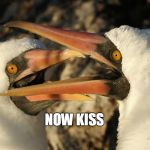 Birds | NOW KISS | image tagged in birds | made w/ Imgflip meme maker