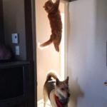 Cat Hanging On