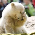 Baby Polar Bear Facepalm meme