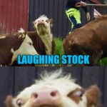 Bad pun cow  | WHAT DO YOU CALL COWS THAT HAVE A SENSE OF HUMOR; LAUGHING STOCK | image tagged in bad pun cow | made w/ Imgflip meme maker