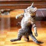 Cat Strut