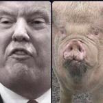 Donald Swine Trump 