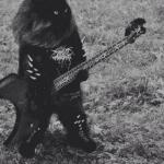 black metal cat