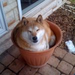 plant doge | PLAYS HIDE-AND-SEEK; THINKS HE'S GOOD | image tagged in plant doge | made w/ Imgflip meme maker
