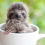 cup sloth