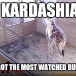 April the Giraffe | HEY KARDASHIANS, WHO'S GOT THE MOST WATCHED BUM NOW? | image tagged in april the giraffe | made w/ Imgflip meme maker