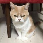 cat angry