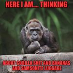 Gorilla shit | HERE I AM.... THINKING; ABOUT GORILLA SHIT AND BANANAS AND SAMSONITE LUGGAGE | image tagged in thinking gorilla,memes | made w/ Imgflip meme maker