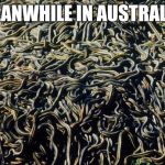 Snakes | MEANWHILE IN AUSTRALIA | image tagged in snakes | made w/ Imgflip meme maker