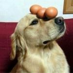 Doggo of balance