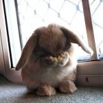 facepalm rabbit