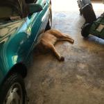 Dog Mechanic