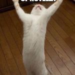praising cat | I'M OUT OF NUTELLA; NOOOOOOOOOOOOOOOOOOOOOOOOOOOOOOOOOO | image tagged in praising cat,nutella,memes,funny | made w/ Imgflip meme maker