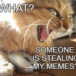 Don't you hate it when that happens?  | WHAT? SOMEONE IS STEALING MY MEMES? | image tagged in angry cat online | made w/ Imgflip meme maker