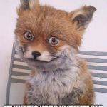 Scary Fox | SAVAGE CABBAGE; HAUNTING YOUR NIGHTMARES SINCE 1985 | image tagged in scary fox | made w/ Imgflip meme maker