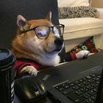 Doggo glasses meme