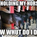 Hold your horses? | OK HOLDING MY HORSES; NOW WHUT DO I DO? | image tagged in horses asses 2 | made w/ Imgflip meme maker