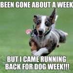 My triumphant return!!! Dog week April 10th-17th!!! Set your calenders!!! | BEEN GONE ABOUT A WEEK; BUT I CAME RUNNING BACK FOR DOG WEEK!!! | image tagged in excited dog,dog week | made w/ Imgflip meme maker