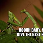 Reminds me of a wife I know... | OOOOH BABY, YOU GIVE THE BEST HEAD! | image tagged in praying mantis | made w/ Imgflip meme maker