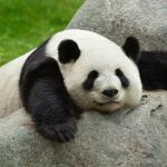 lazy panda