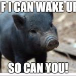 BlackPigs | IF I CAN WAKE UP; SO CAN YOU! | image tagged in blackpigs | made w/ Imgflip meme maker