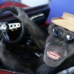 Monkey driver