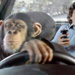 Monkey cab driver