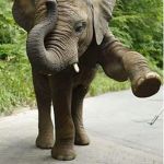 Baby Elephant Birthday | STOP IT'S MINE | image tagged in baby elephant birthday | made w/ Imgflip meme maker