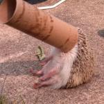 Hedgehog toilet roll