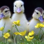 Ducky Friends 