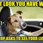 ALWAYS remember to wear your seat belt | THAT LOOK YOU HAVE WHEN; THE COP ASKS TO SEE YOUR LICENSE | image tagged in dog busted driving,dog week | made w/ Imgflip meme maker