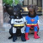 Superhero dogs meme