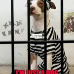Don't do the crime if you can't do the time! Dog Week ... A Tiger.Leo Event | I'M NOT A BAD DOG; I'M JUST A DOG THAT DOES BAD THINGS | image tagged in dog in prison,dogs,memes,dog week,animals,locked up | made w/ Imgflip meme maker