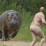 naked hippo meme